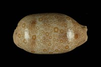 藏品(百眼寶螺)的圖片